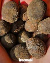 Seed pods