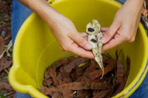 Seed management