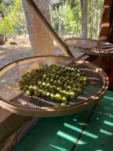 Seed collecting