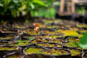 Seedlings on the tree nurseries