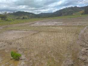 Rice plantation