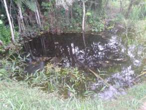 An example of one of the ponds at Lurdinha's farm