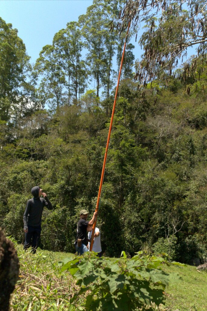 Collecting hard to reach seeds