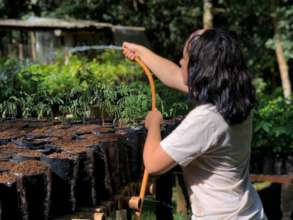 Last minute seedling care