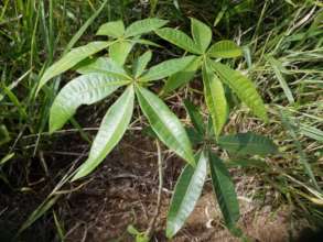 Maranhao chestnut growing in the field