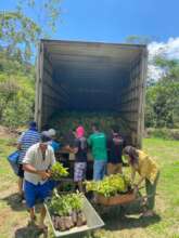 unloading the seedlings