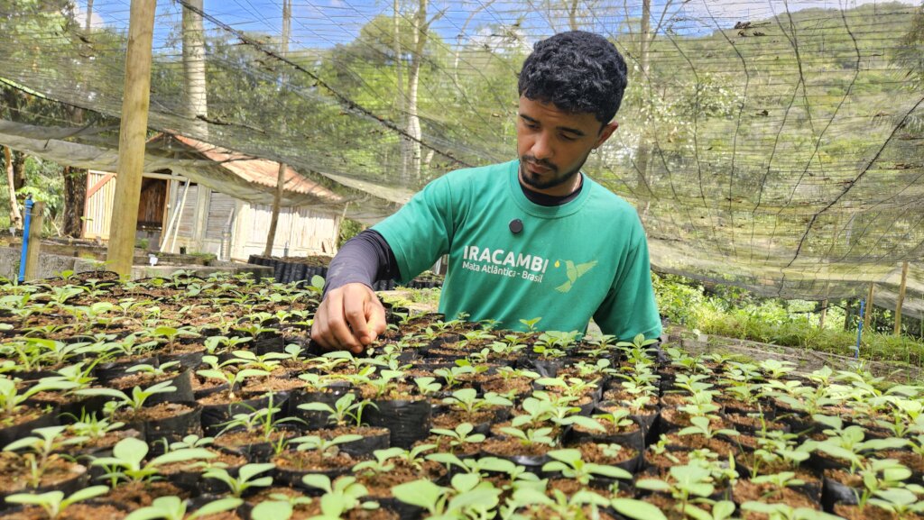 Planting the seedlings for the planting season