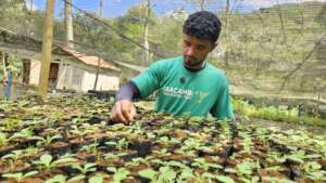Planting the seedlings for the planting season