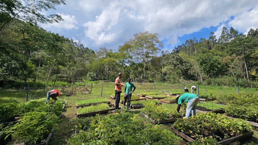 Checking the baby trees for the planting season