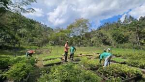 Checking the baby trees for the planting season