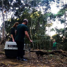 Bush dog reintegrated into nature