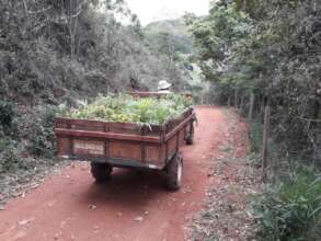 Trees heading to the planting site