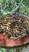 Inga seeds from the forest