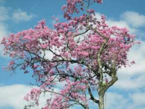 Tabebuia roseoalba