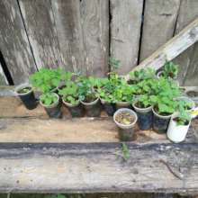 Seedlings to get the nursery started
