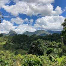 Restoring the forest