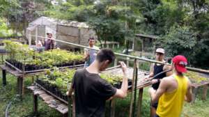 Irrigation process with the help of volunteers