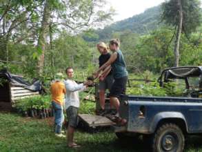 Loading up the seedlings