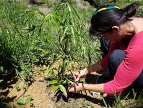 Emily monitoring a young tree