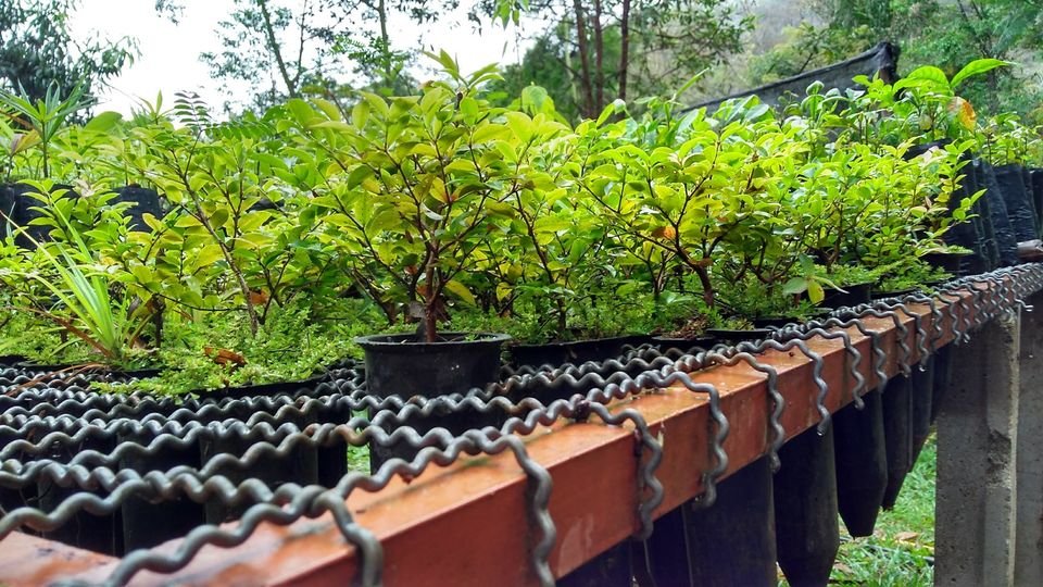 Healthy seedlings ready to go!