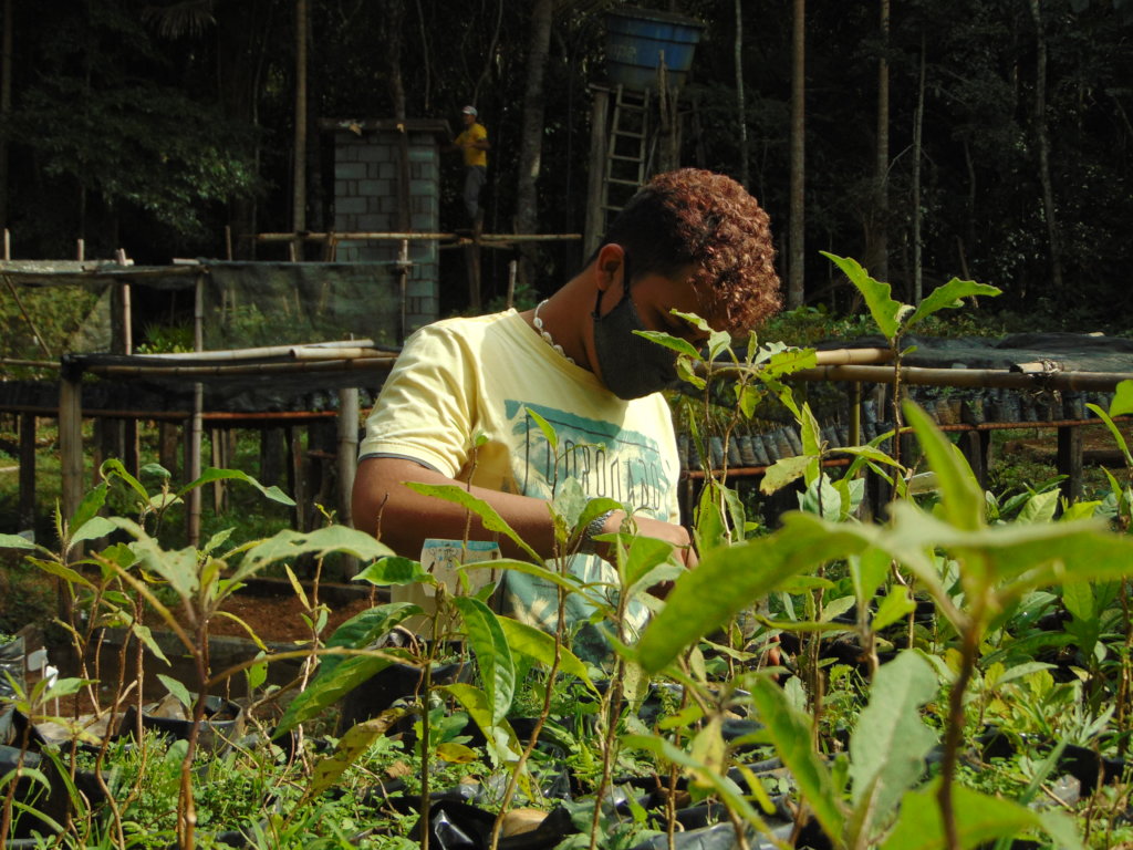 Working in the forest nursery