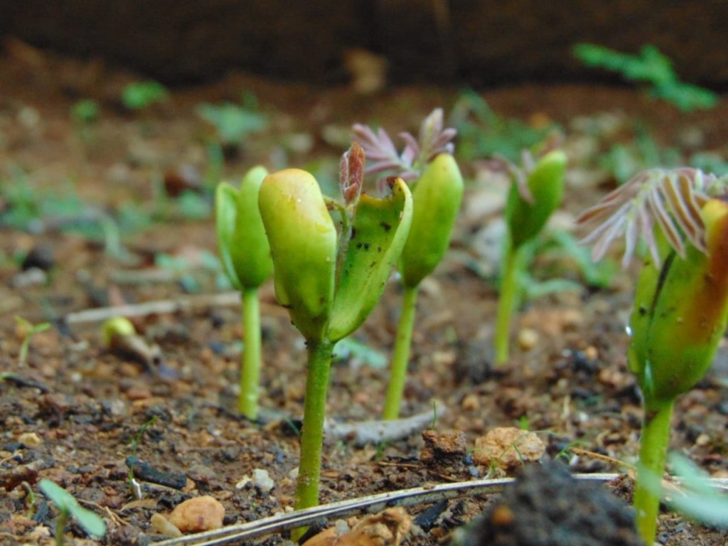 Super seedlings