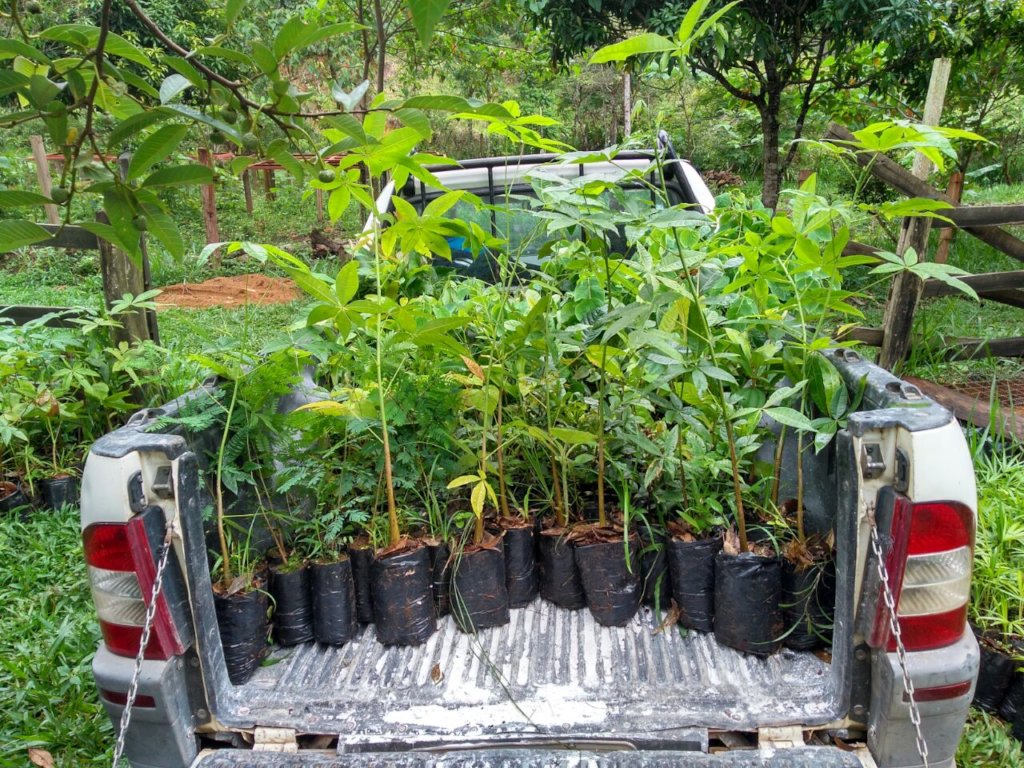 Seedling delivery