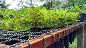 Healthy seedlings ready to go!