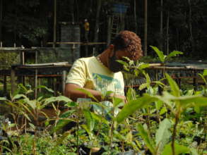 Working in the forest nursery