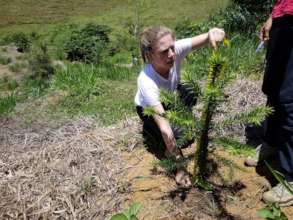 Monitoring a young tree