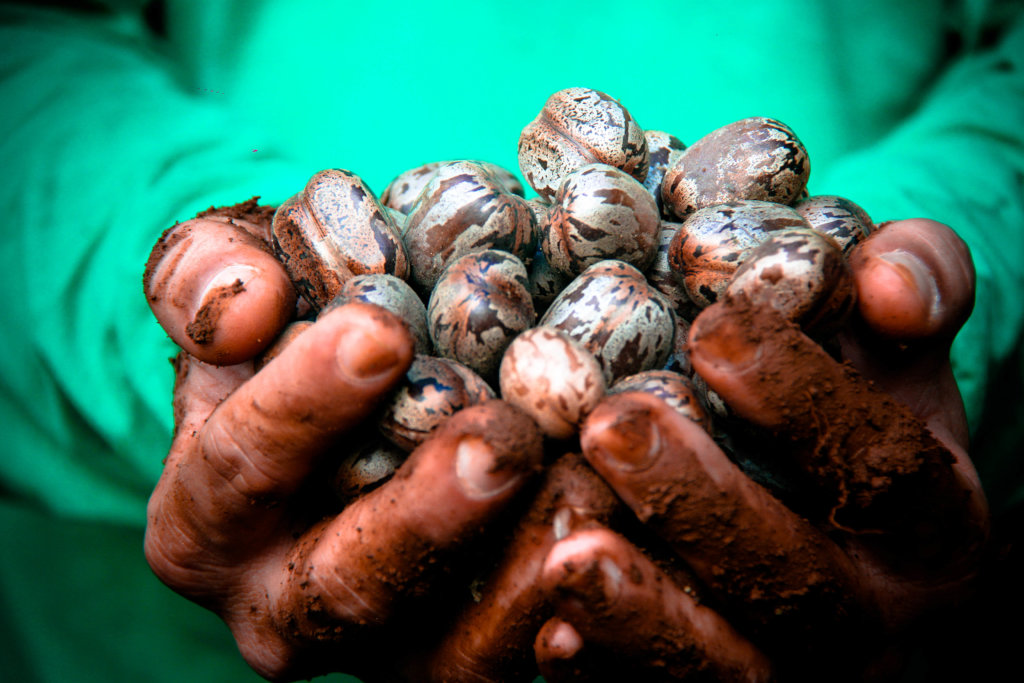 Forests4Water Brazil: Community Climate Action