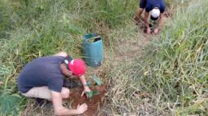 Volunteers planting seedlings