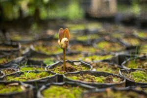 Every forest starts with a seedling