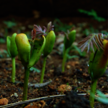 Your support plants seeds for broader impact!