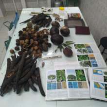 Seed identification