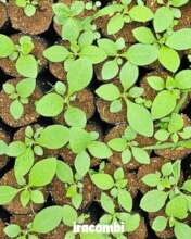 Seedlings now well established