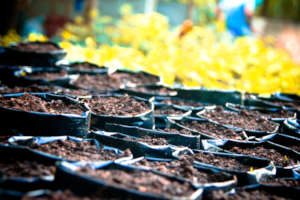 Seedlings are hatching here!