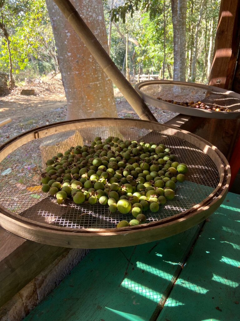 Seed collecting