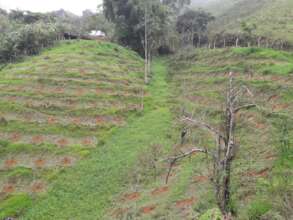 steep slope for planting