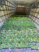 truckload of seedlings