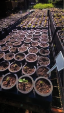 Our initial attempt with cylindrical tube seedling