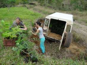 Unloading the seedlings