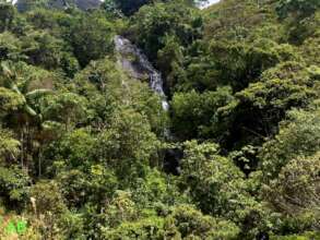 Forest waterfall