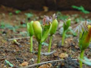 Seedlings of hope
