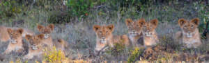 Lion cubs in Big Life's Area of Operation.