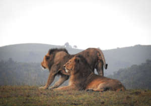 Male lions in the Chyulu Hills