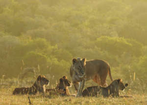 New lion cubs in the Chyulu Hills