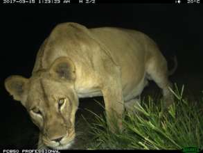 Lioness caught on camera