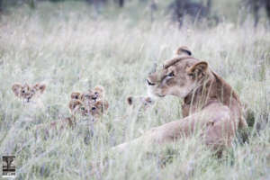 The Maasai Olympics helps protect lions