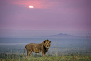 A Lion and his territory in East Africa.